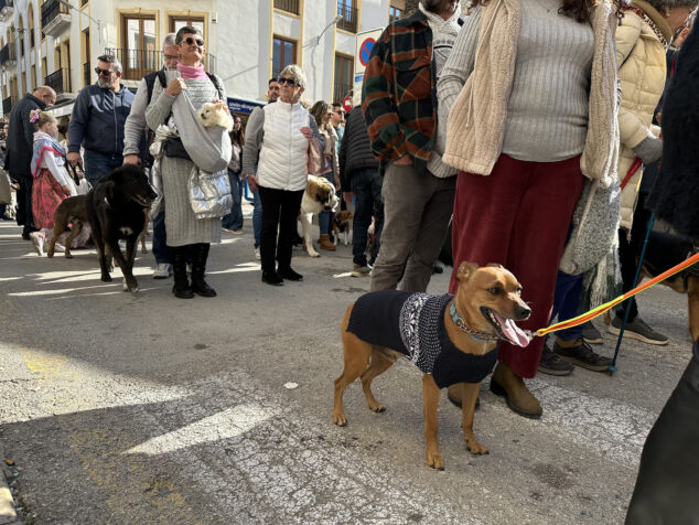 dia de sant antoni de la fira i porrat 2025 de benissa 29