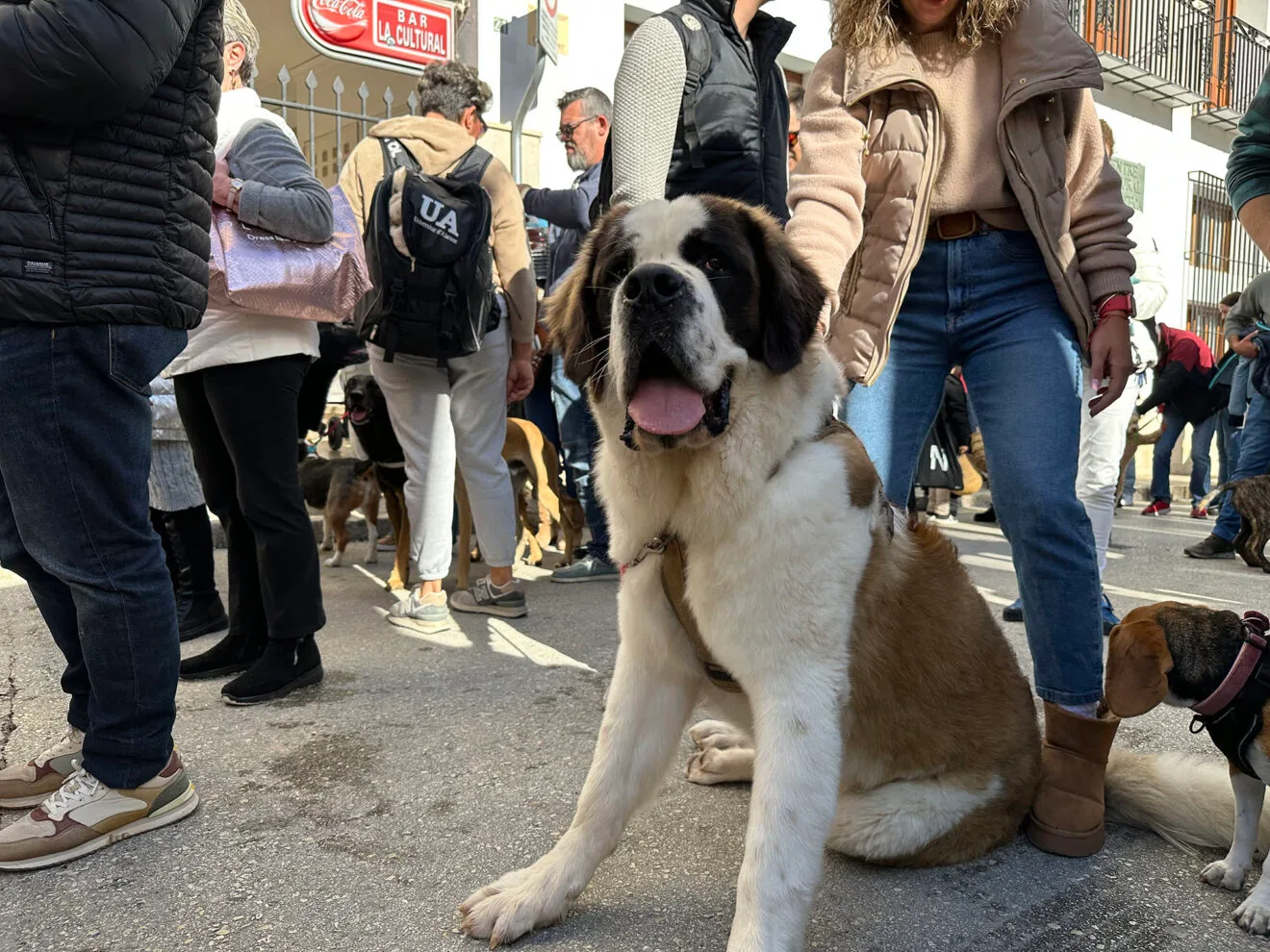 Día de Sant Antoni de la Fira i Porrat 2025 de Benissa 33