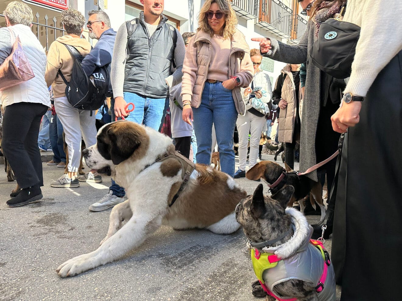 Día de Sant Antoni de la Fira i Porrat 2025 de Benissa 34