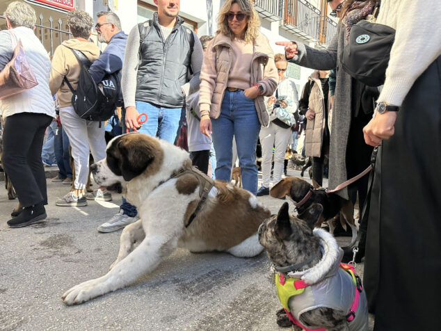 dia de sant antoni de la fira i porrat 2025 de benissa 34