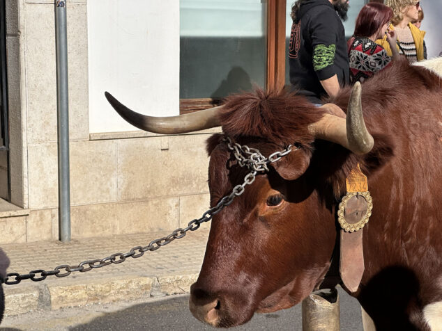 dia de sant antoni de la fira i porrat 2025 de benissa 40