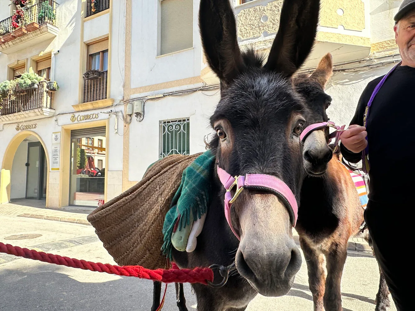 Día de Sant Antoni de la Fira i Porrat 2025 de Benissa 42