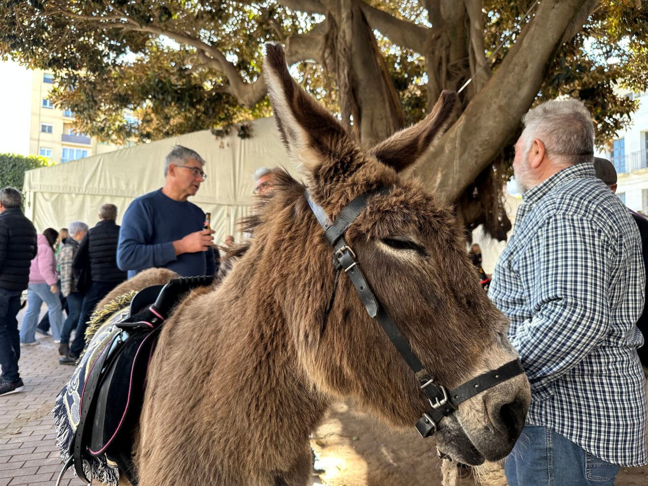 Día de Sant Antoni de la Fira i Porrat 2025 de Benissa 52