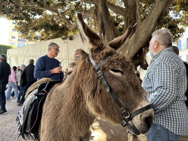 dia de sant antoni de la fira i porrat 2025 de benissa 52