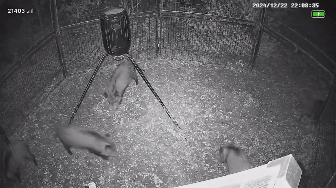 Jabalíes atrapados en una de las trampas de El Verger y Els Poblets