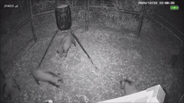 senglars atrapats en una de les trampes del verger i els poblets