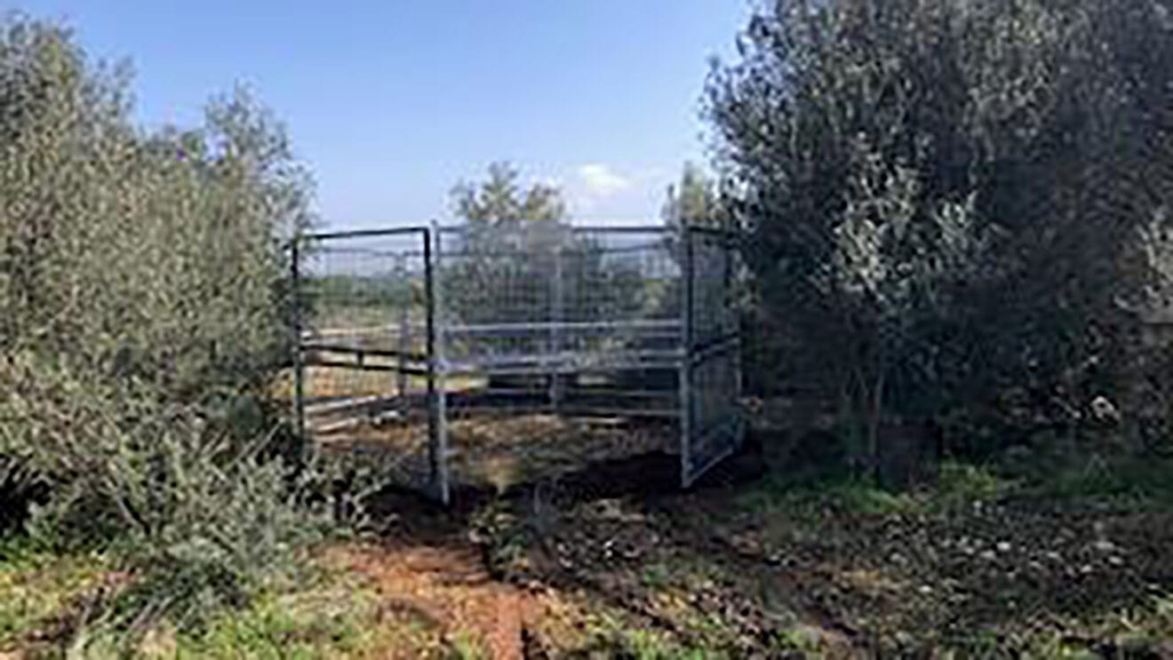 Jaulas de videovigilancia de gran formato para la captura de jabalíes