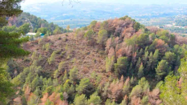 Árboles secos en Benitatxell