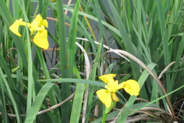 Baixà del riu Bullent 2025 9