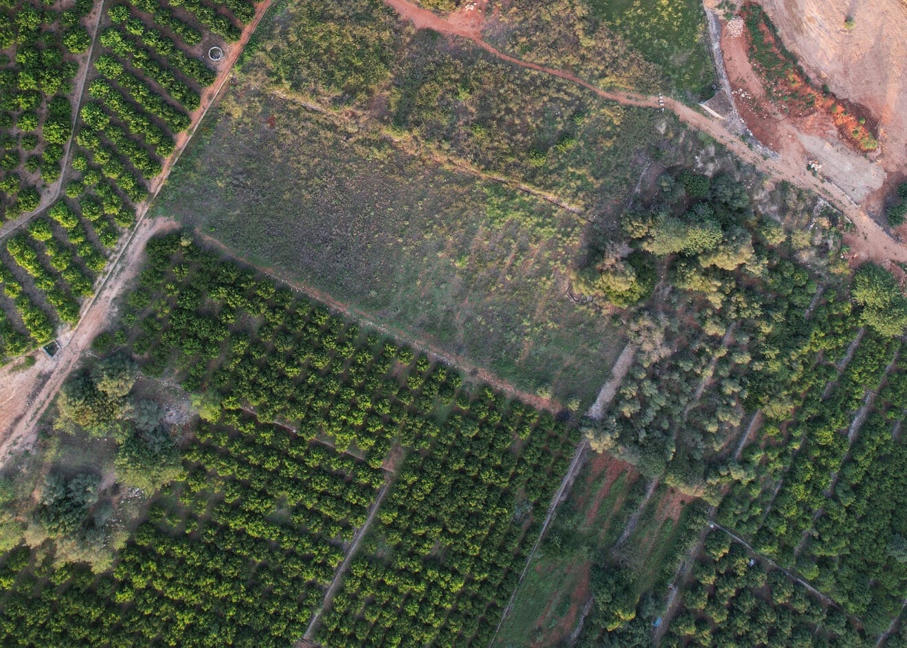 Bancales de naranjos perfectamente ordenados en Pedreguer