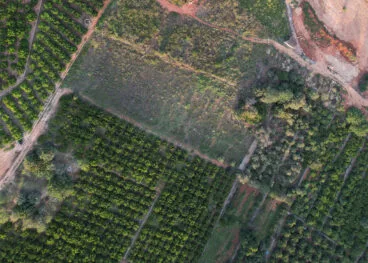 Bancales de naranjos perfectamente ordenados en Pedreguer