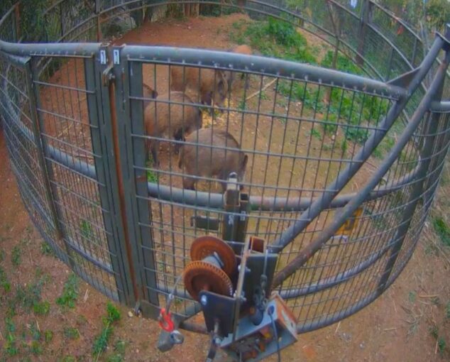 Imagen: Jabalíes abatidos en la jaula suspendida en Calp