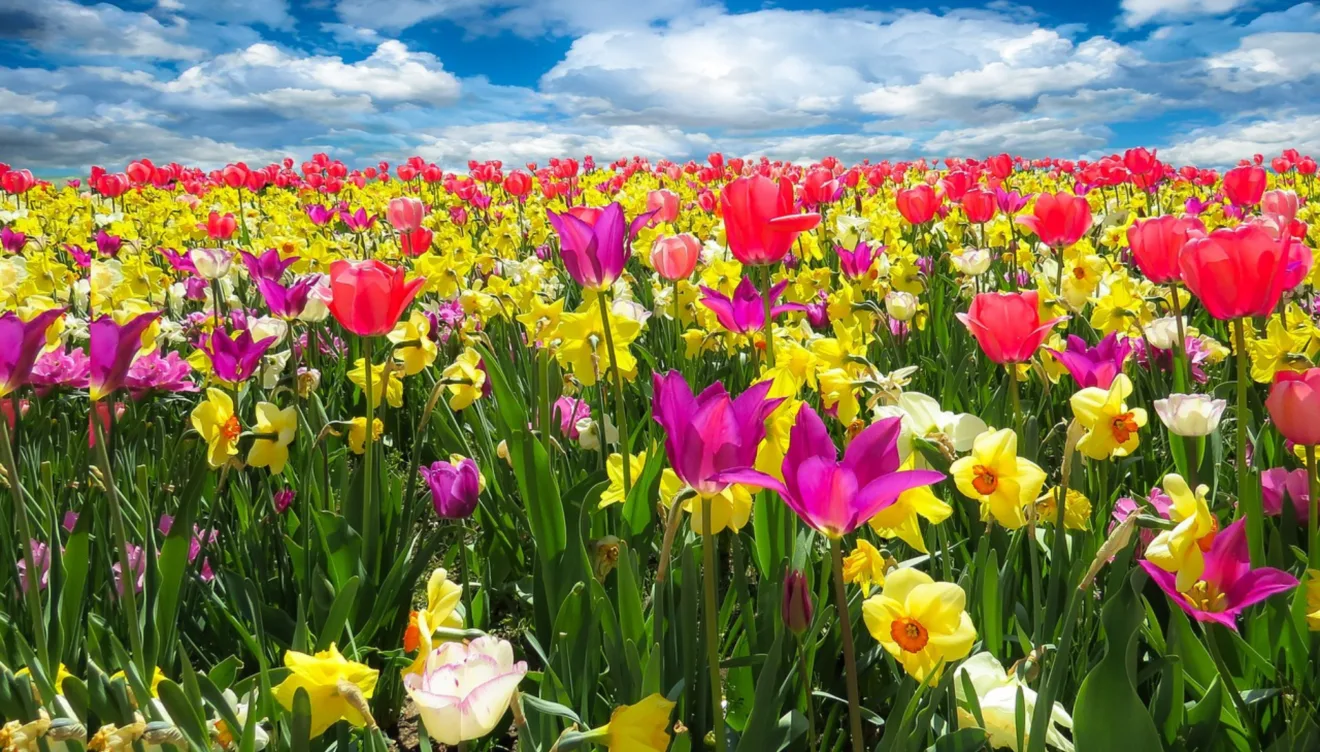 Los tips que no te puedes perder para llevar la primavera a tu hogar