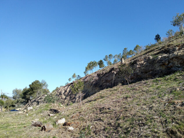 Imagen: Mejoras de las masas forestales en Benitatxell