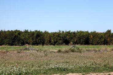 Naranjos en Els Poblets