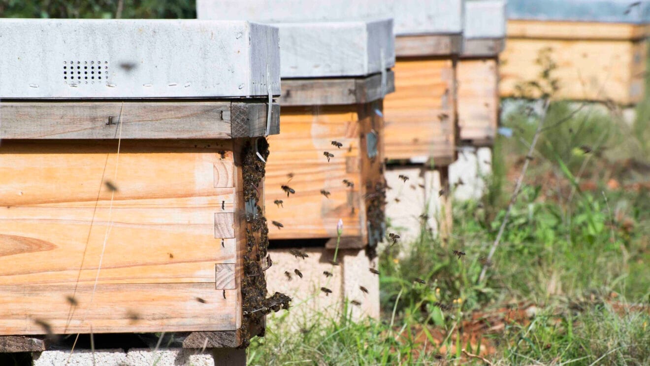 Colmenas de Miel Montgó en Xàbia