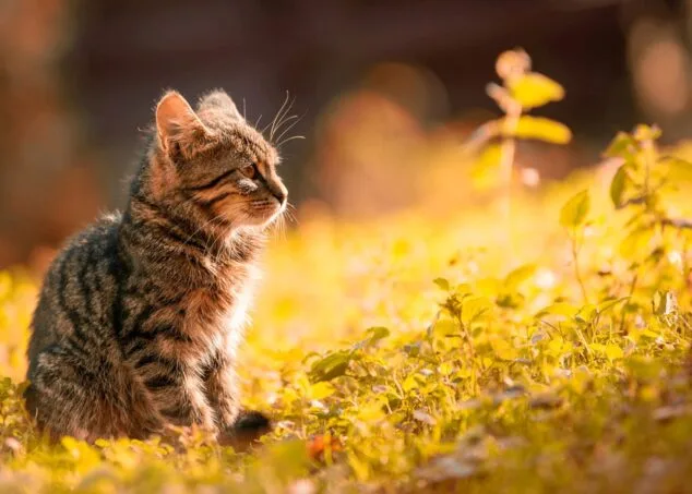 colonia felina