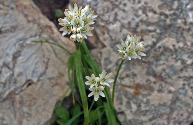 Imagen: Allium subvillosum - Autor © Nacho L.-Astilleros