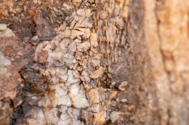 Árbol fosilizado, Senija – MACMA