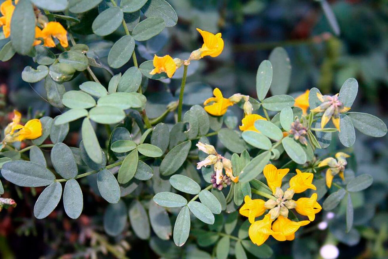 Herradura valenciana - Autor © Nacho L.-Astilleros