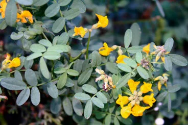 Herradura valenciana – Autor © Nacho L.-Astilleros