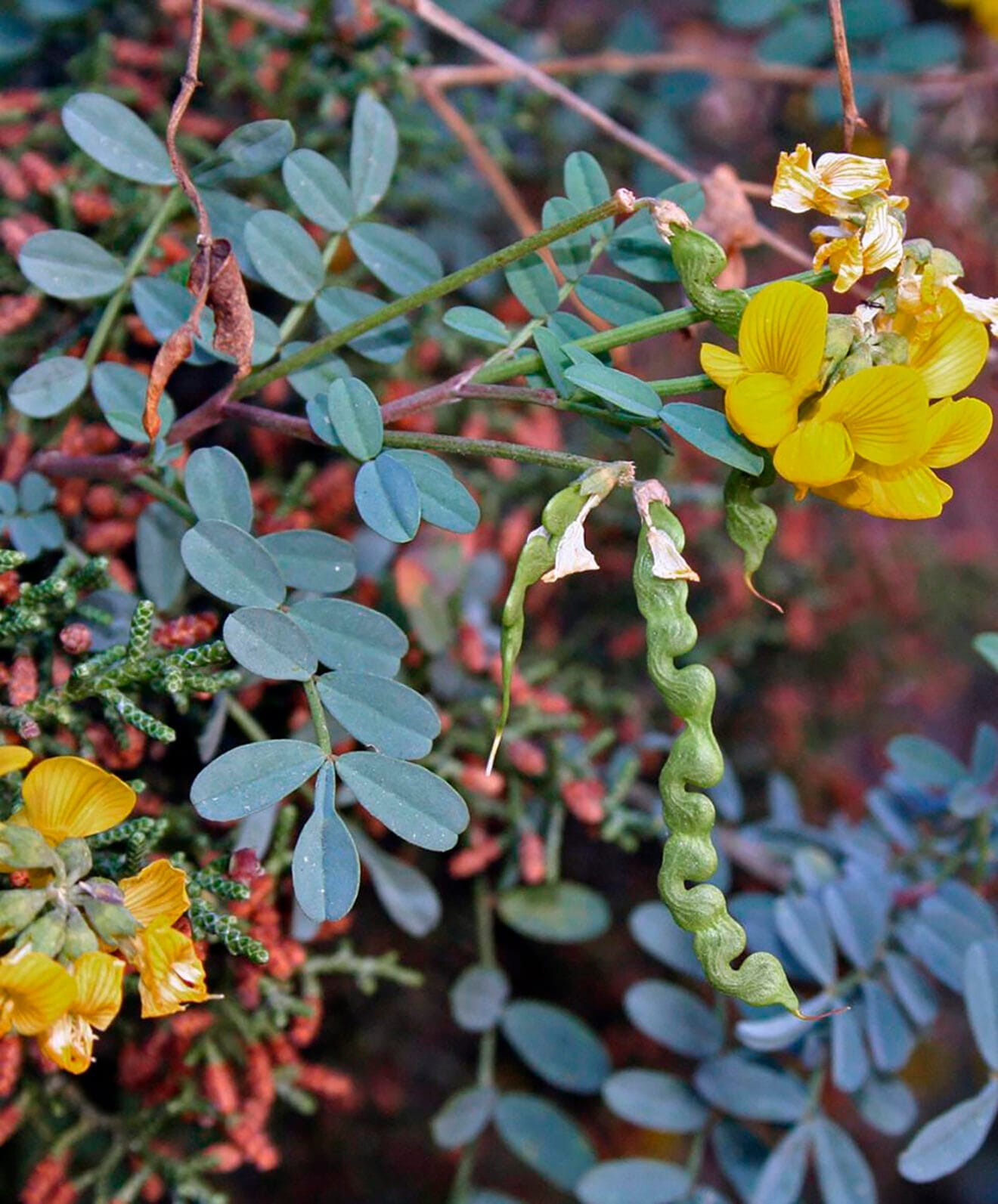 Hippocrepis valentina - Autor © Nacho L.-Astilleros