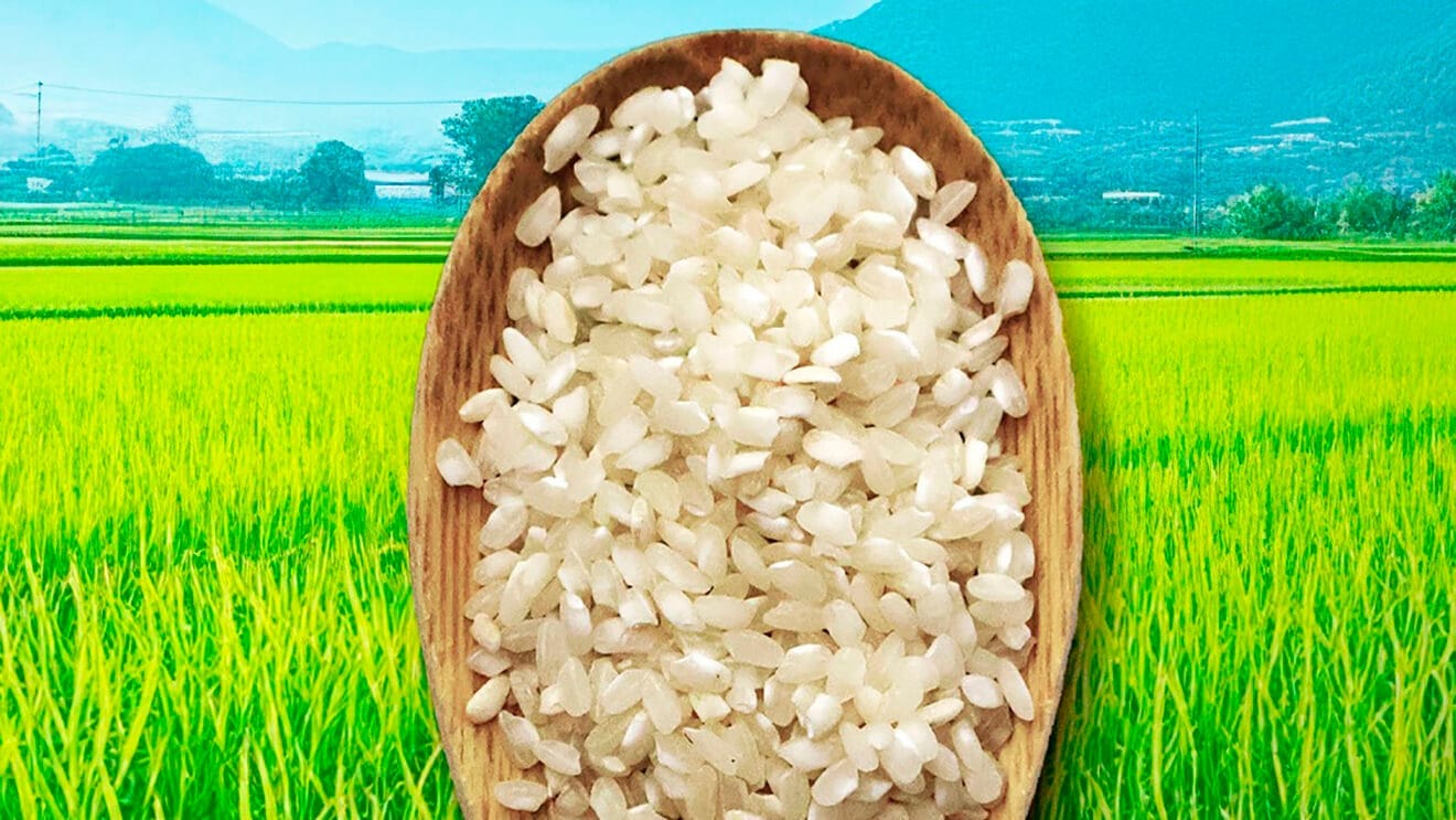 Jornades Gastronòmiques d'Arròs Bomba i Bombó de Pego 2025