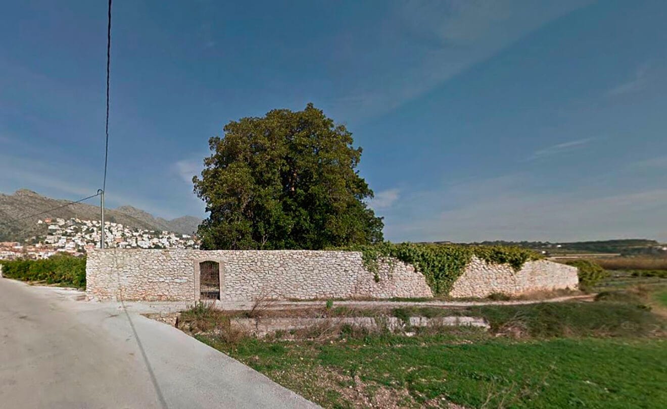 Magnolia centenaria, Sanet i Negrals