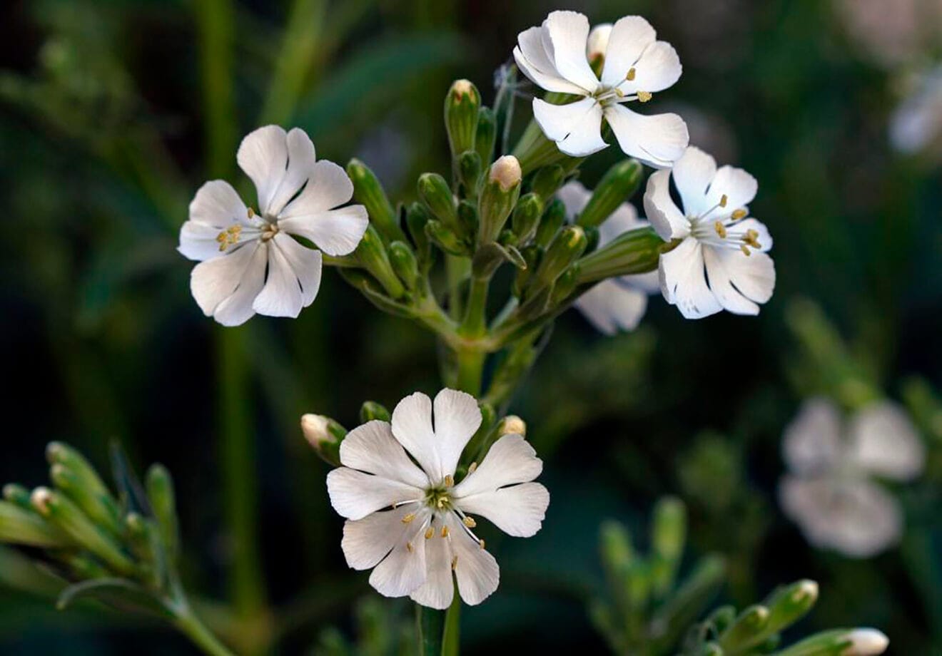 Silene de Ifac - Autor © Nacho L.-Astilleros