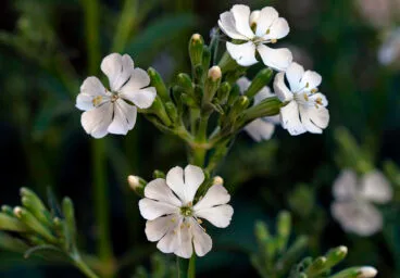 Silene de Ifac – Autor © Nacho L.-Astilleros