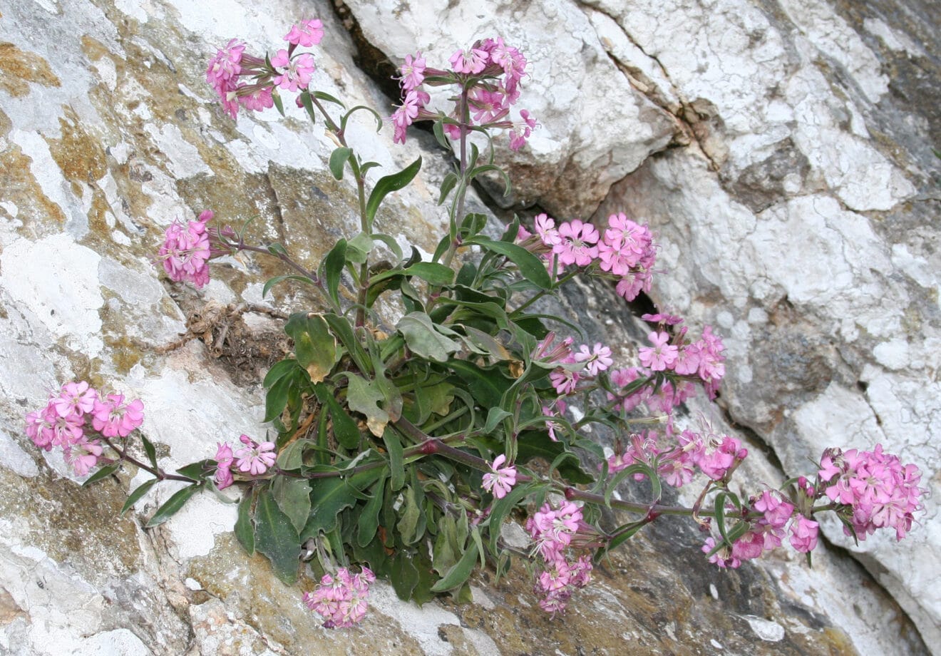 Silene hifacensis - Autor © Nacho L.-Astilleros