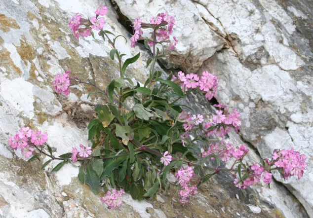 Imagen: Silene hifacensis - Autor © Nacho L.-Astilleros