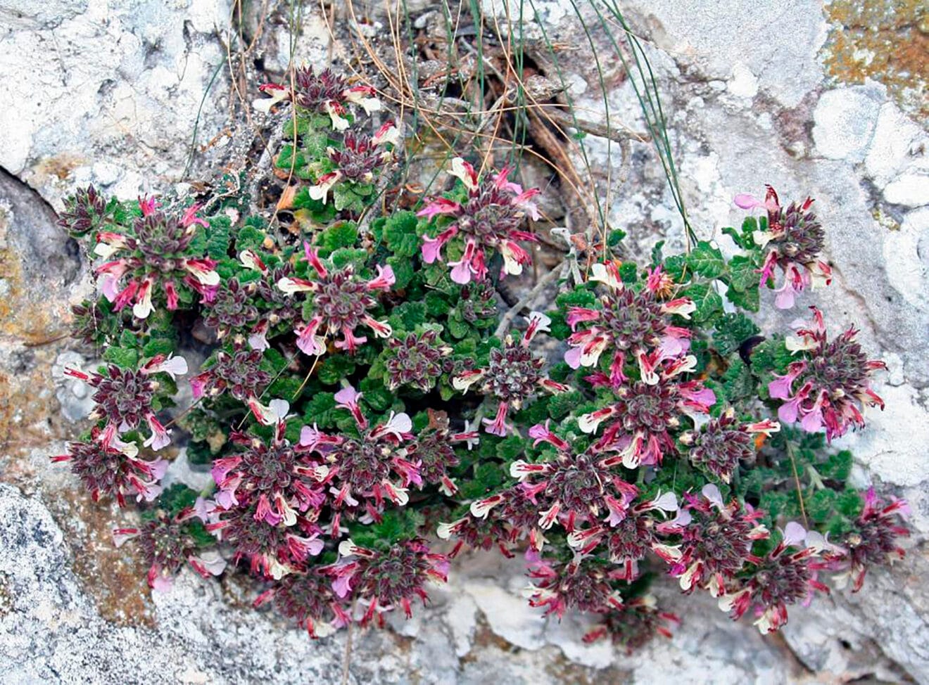 Teucrium buxifolium ssp. hifacense - Autor © Nacho L.-Astilleros