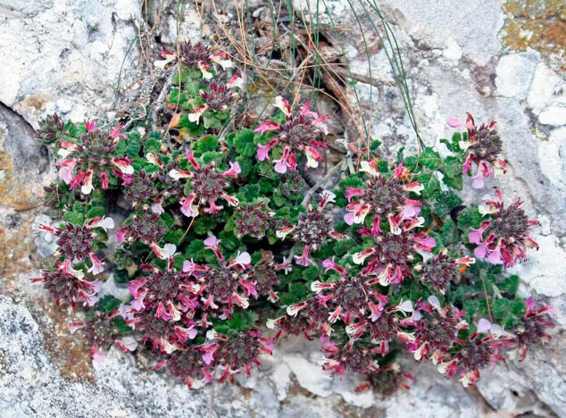 Imagen: Teucrium buxifolium ssp. hifacense - Autor © Nacho L.-Astilleros