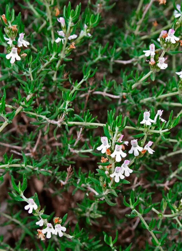 Imagen: Thymus webianus - Autor © Nacho L.-Astilleros