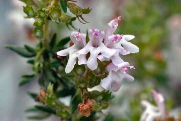 Tomillo diánico – Autor © Nacho L.-Astilleros