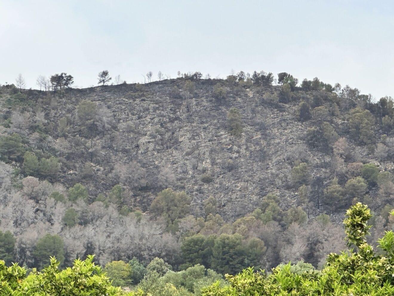 Zona del incendio forestal extinguido de Pego