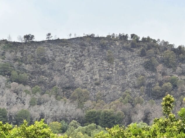 Imagen: Zona del incendio forestal extinguido de Pego