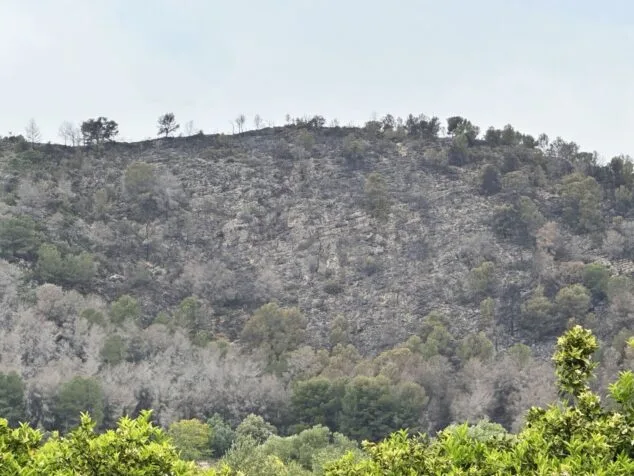 Imagen: Zona del incendio forestal extinguido de Pego