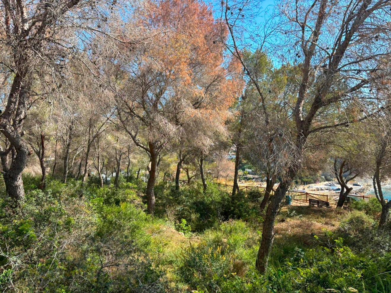 Pinos secos afectados por la plaga Tomicus en Benissa