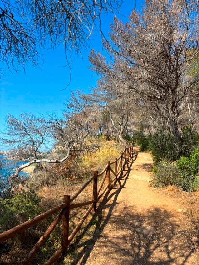 На фото: Сухие сосны, пораженные вредителем Tomicus на побережье Бениссы.