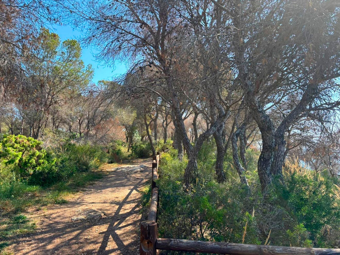 Pinos secos muy afectados por la plaga Tomicus en Benissa