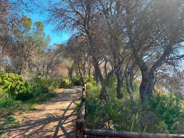 На фото: Сухие сосны, сильно пораженные вредителем Tomicus в Бениссе.