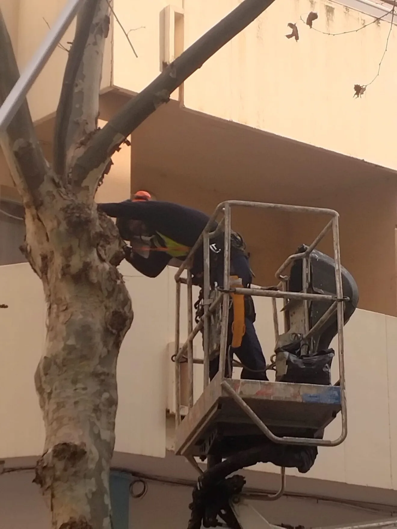Servicio de poda en Calp