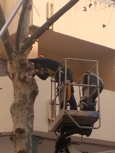 Servicio de poda en Calp