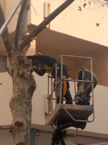 Servicio de poda en Calp