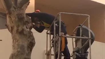 Servicio de poda para Calp