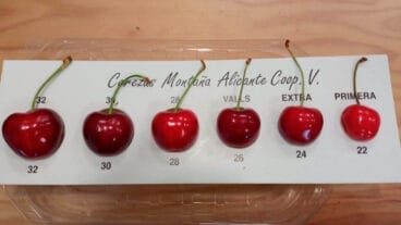 Calibres de cereza de la Cooperativa de Cireres Muntanya d’Alacant