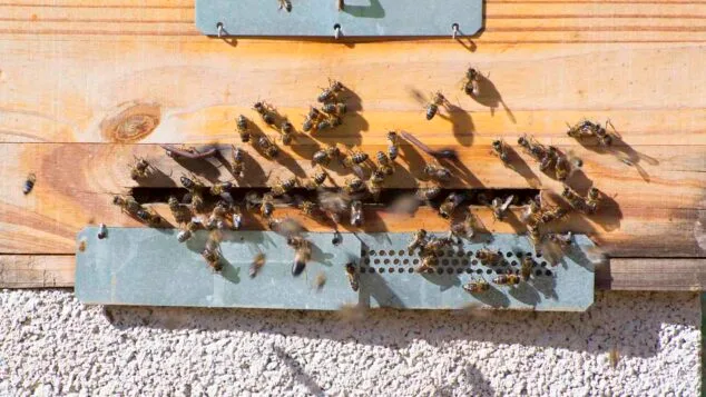 colemna de abejas archivo