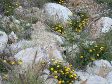 Especies de flora en la cala del Moraig de Benitatxell